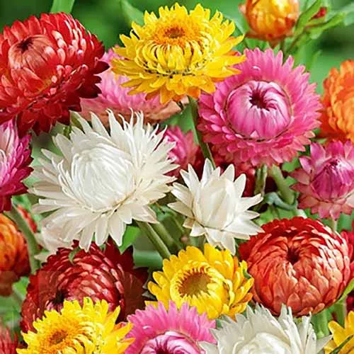 Helichrysum Mix
