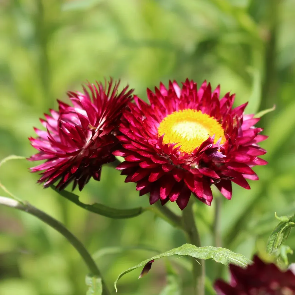 Helichrysum Pink