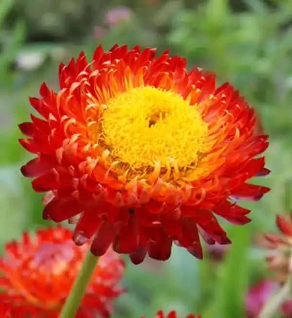 Helichrysum Red
