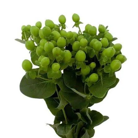 Hypericum Green