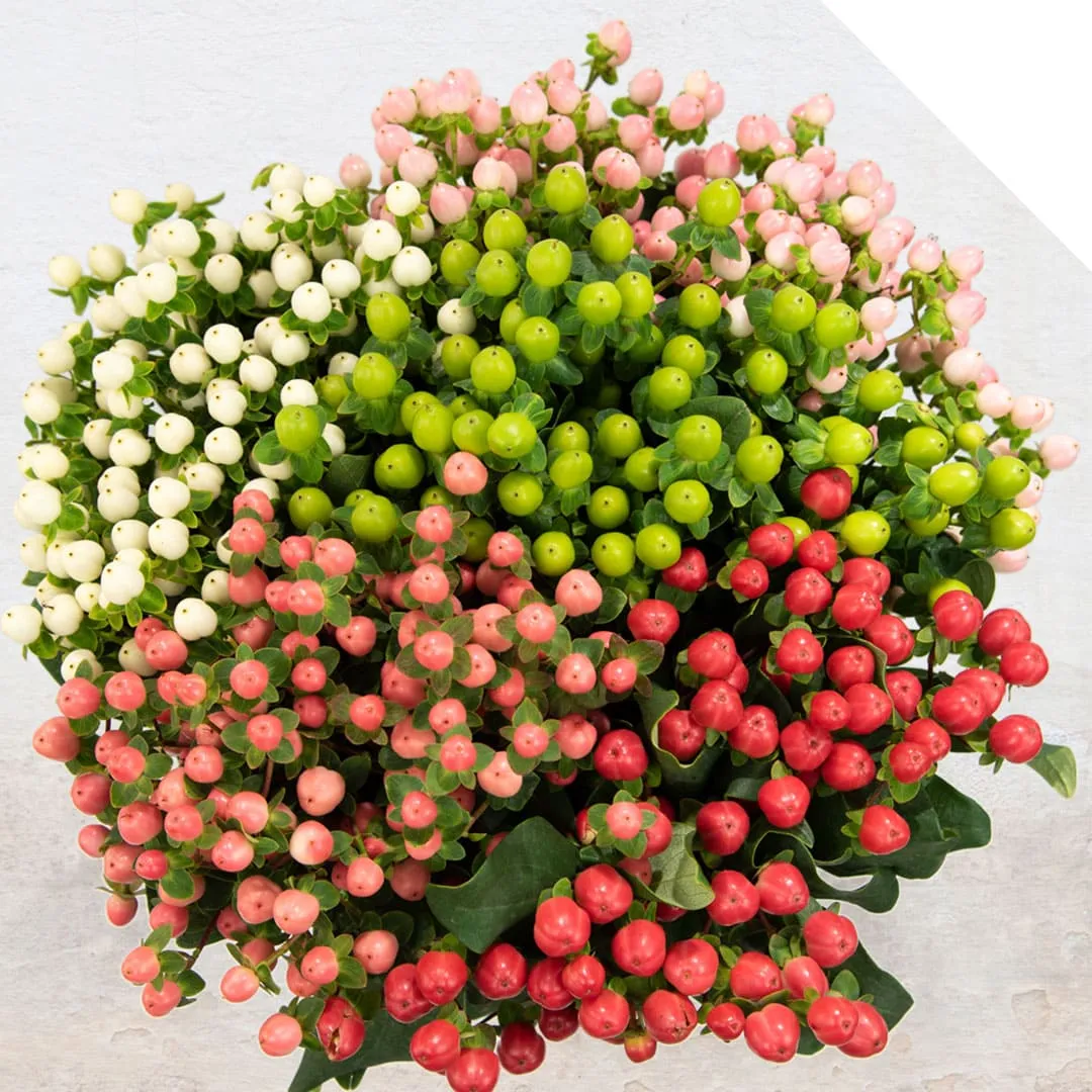 Hypericum Mix