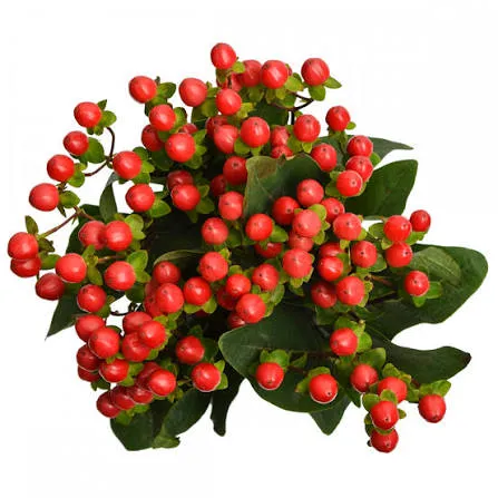 Hypericum Red