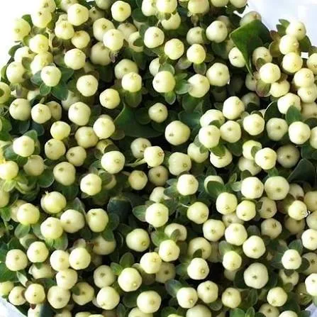 Hypericum White