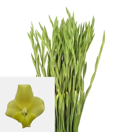 Iris