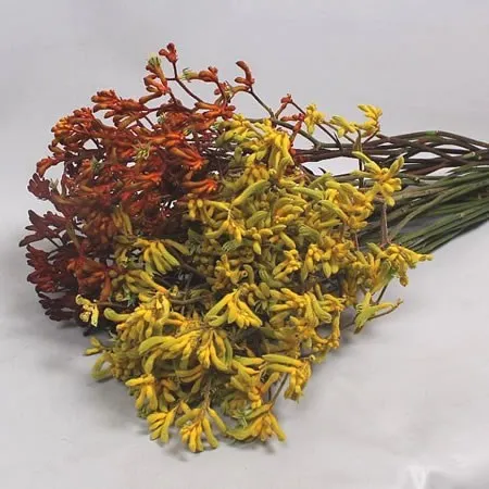 Kangaroo Paws
