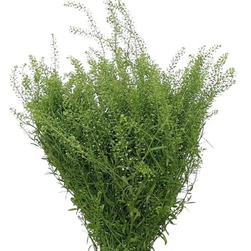 Lepidium Capsella