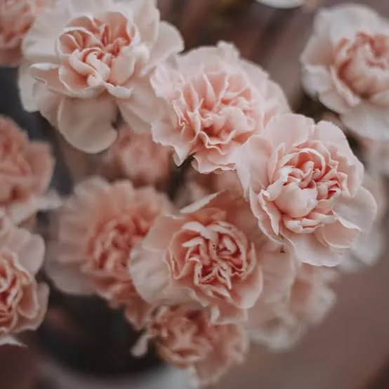 Light Pink Standard Carnation
