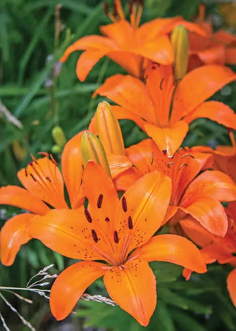 Lily Asiatic Orange