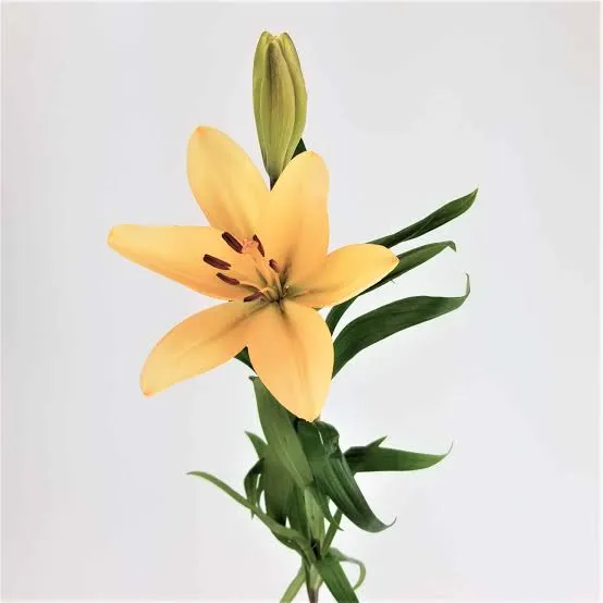 Lily Asiatic Peach