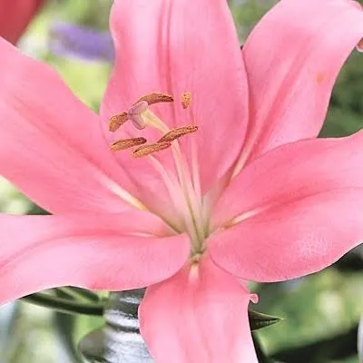 Lily Asiatic Pink