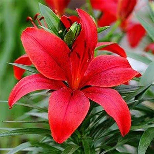 Lily Asiatic Red