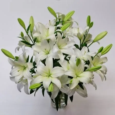 Lily Asiatic White