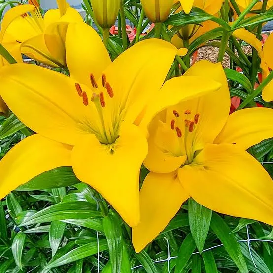 Lily Asiatic Yellow