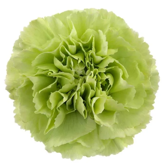 Lime Green Standard Carnation