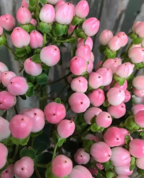 Magical Pink