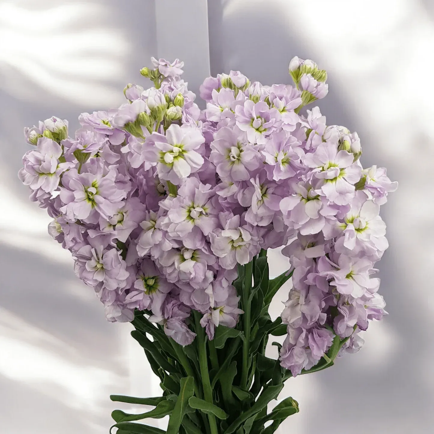 Matthiola Lilac Purple