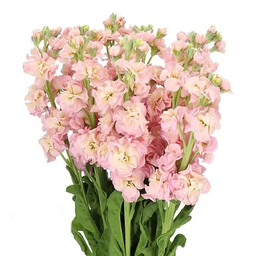 Matthiola Pink