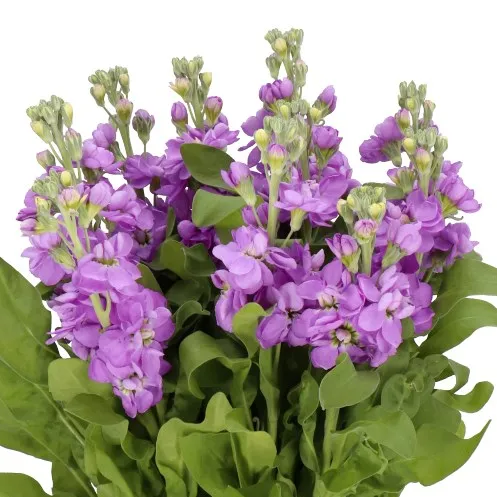 Matthiola Purple