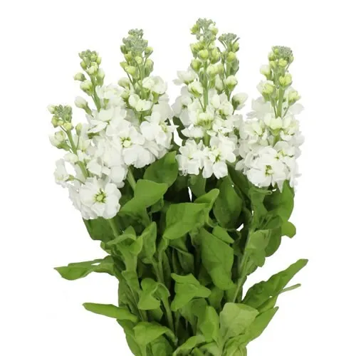 Matthiola White