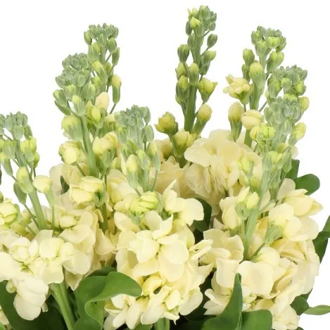 Matthiola Yellow
