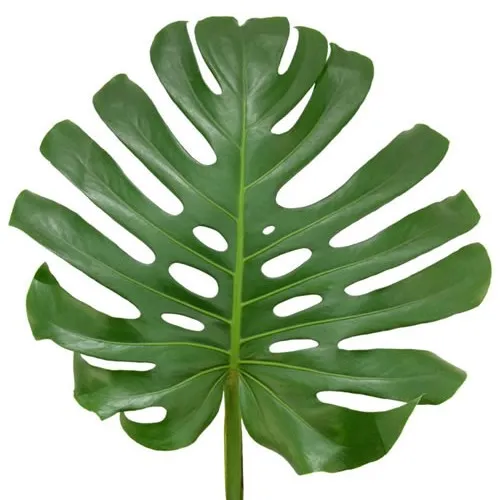 Monstera Leaf