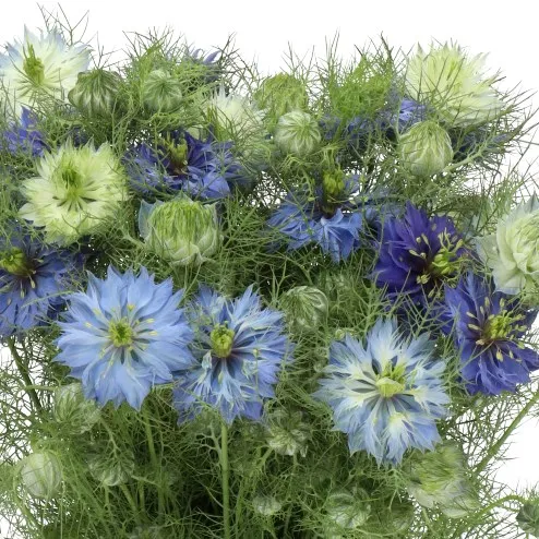 Nigella Blue