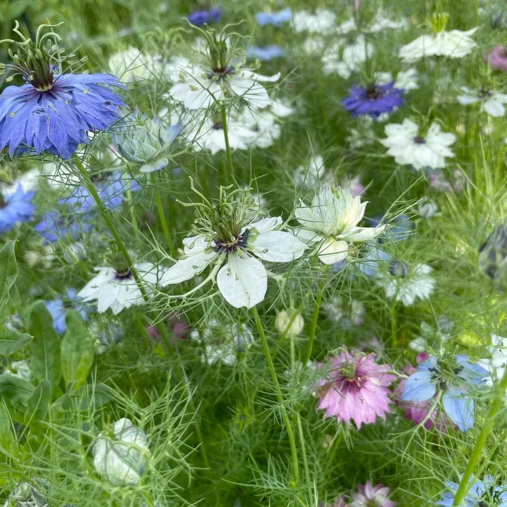 Nigella Mix