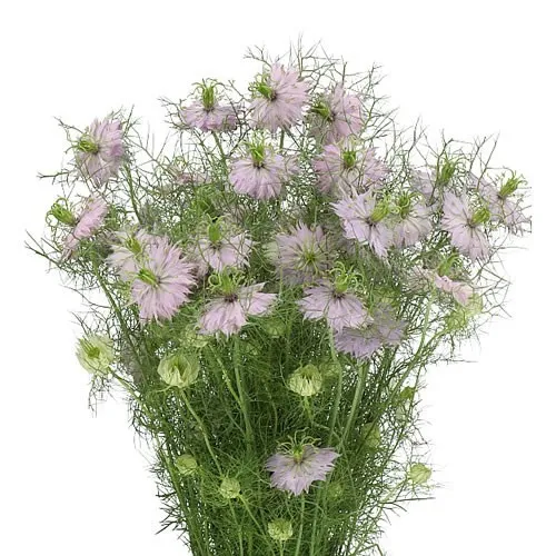 Nigella Pink