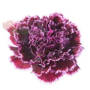 Nobbio Dolce Nero