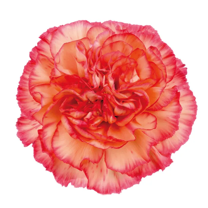 Orange Standard Carnation