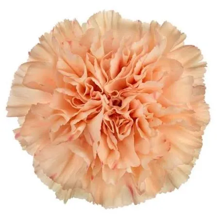 Peach Standard Carnation