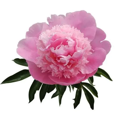 Peonies