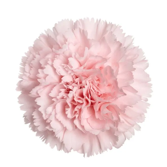 Pink Standard Carnation