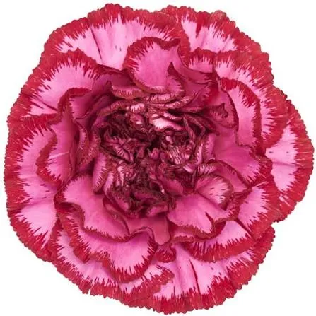 Purple Standard Carnation