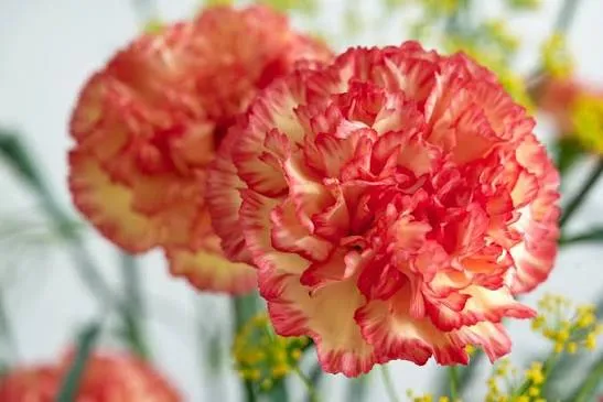 Red Standard Carnation
