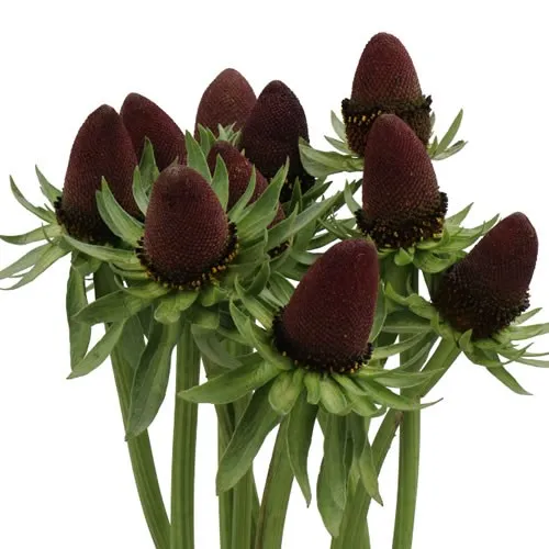 Rudbeckia
