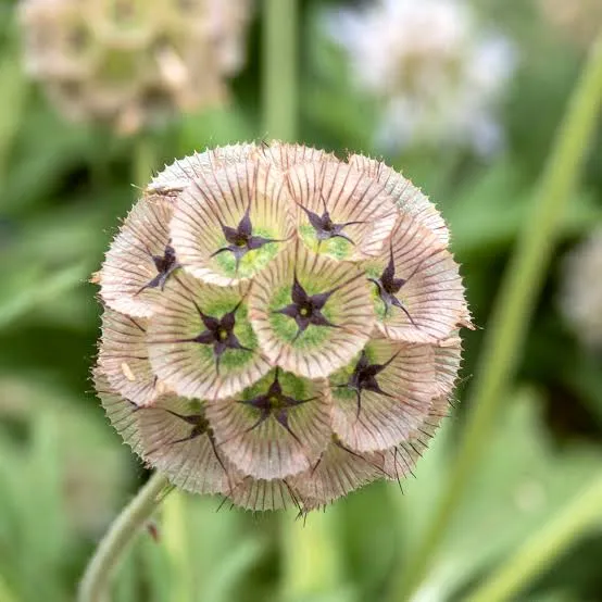 Scabiosa Stellata