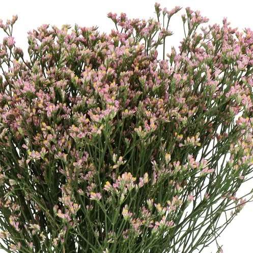 Sinensis Cerise