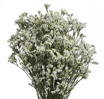 Sinensis White