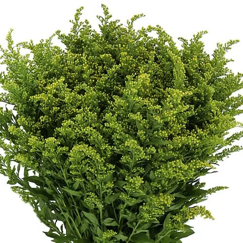 Solidago