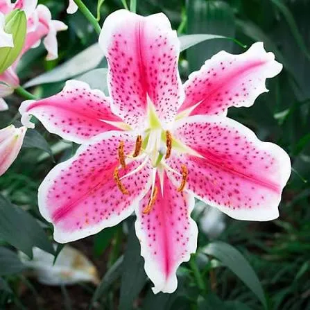 Stargazer