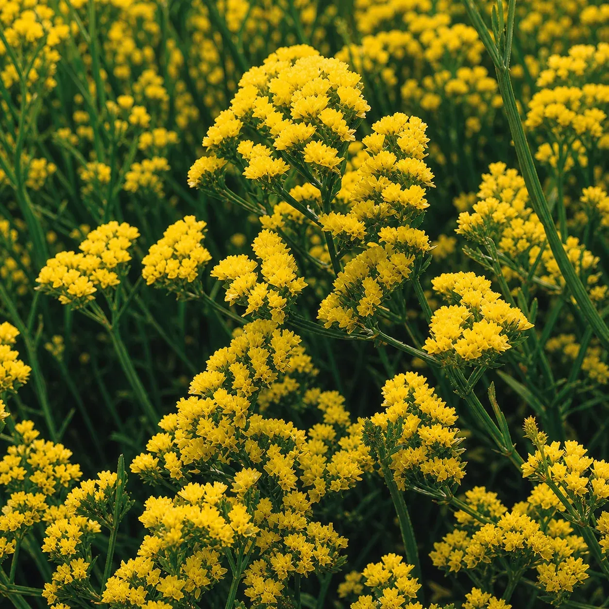 Statice Yellow