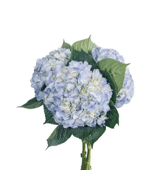 Super Select Blue