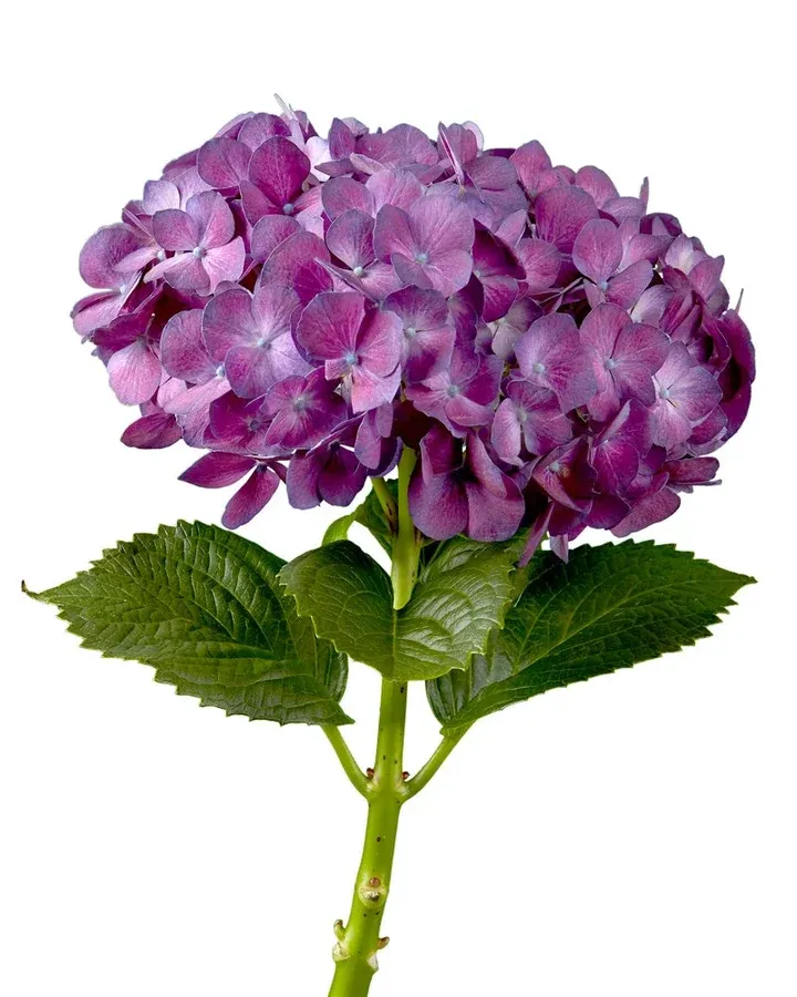 Super Select Purple