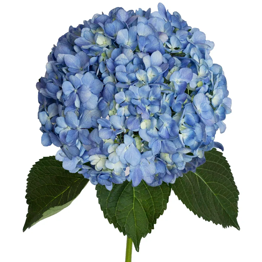 Super Select Shocking Blue