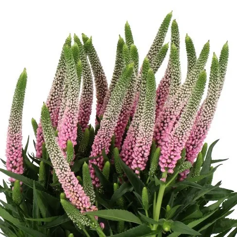 Veronica Pink
