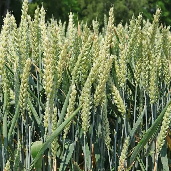 Wheat