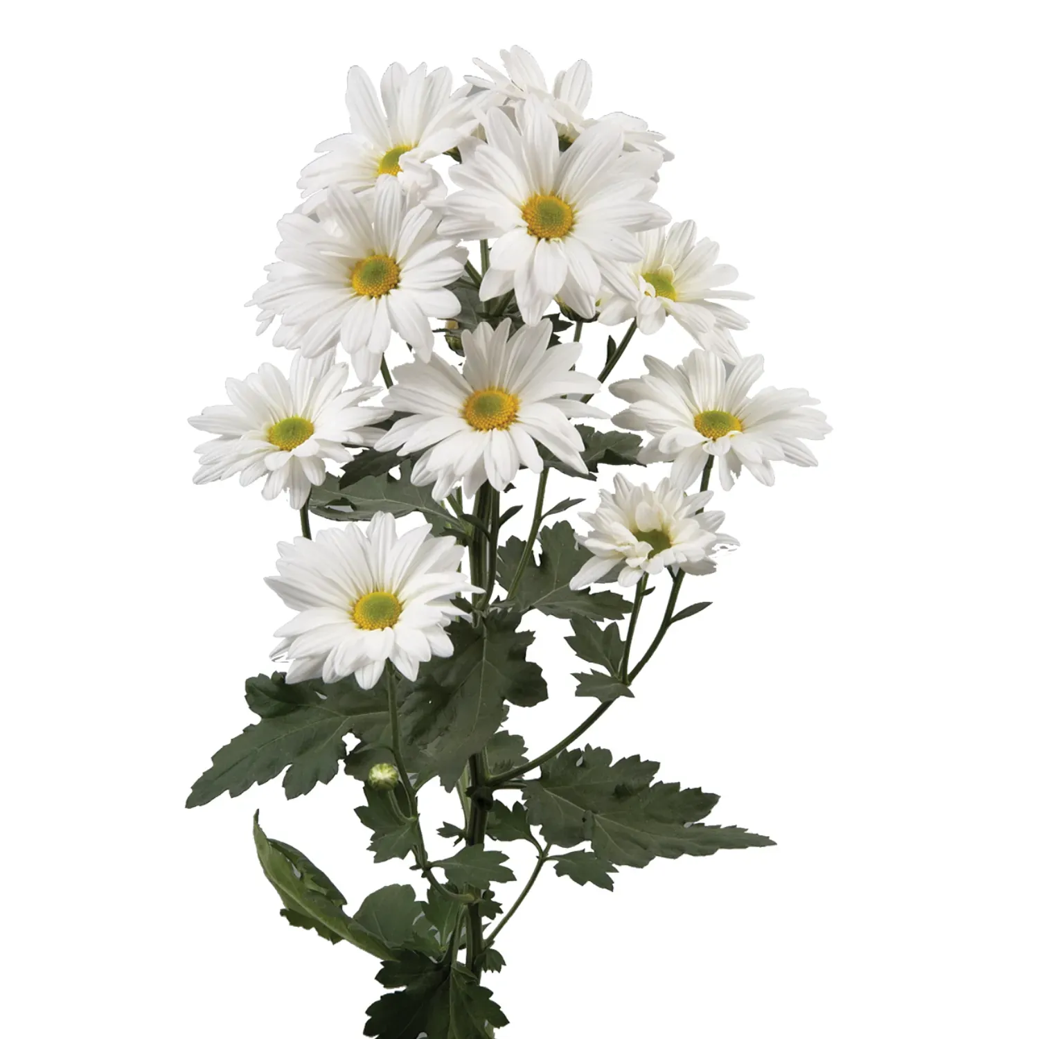 White Atlantis