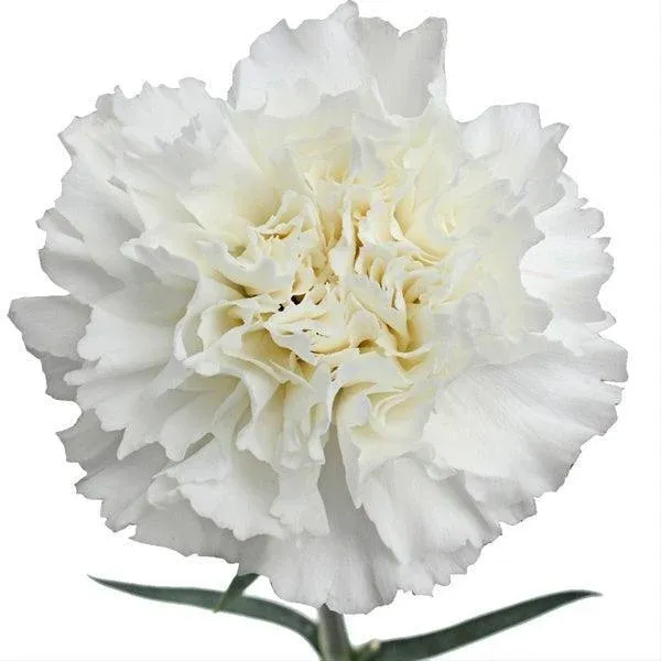 White Standard Carnation