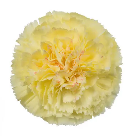Yellow Standard Carnation